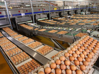 臭氧雞蛋保鮮應(yīng)用