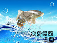 臭氧發(fā)生器在水產(chǎn)養(yǎng)殖中的應用