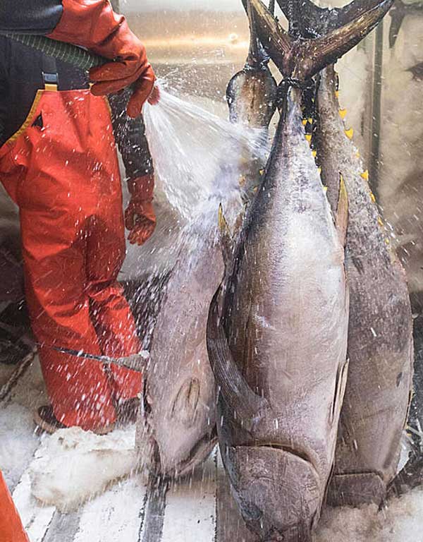 為什么臭氧對(duì)海鮮加工商如此有吸引力？